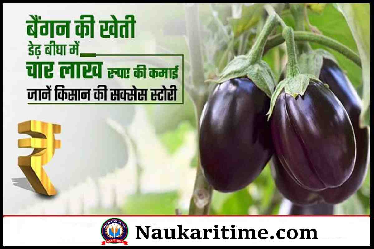 Brinjal Crop Cultivation 2023